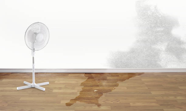Best Water damage cleanup near me  in Bylas, AZ